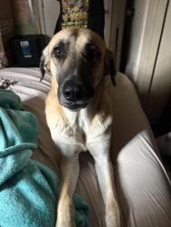 Lost Female Dog last seen Latham, Richland Hills, TX 76118