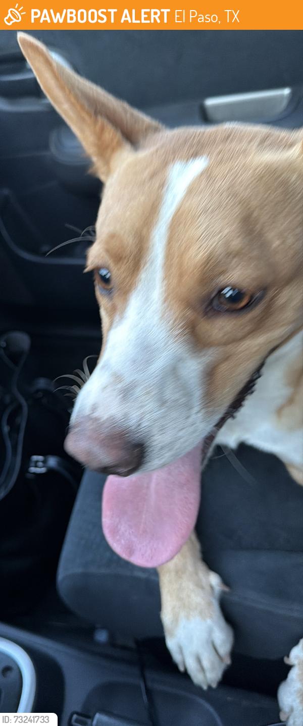 Found/Stray Male Dog last seen Pellicano and George Dieter, El Paso, TX 79936