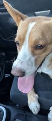 Found/Stray Male Dog last seen Pellicano and George Dieter, El Paso, TX 79936
