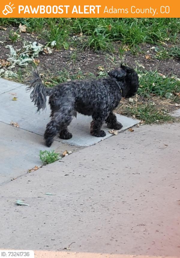 Found/Stray Unknown Dog last seen 121st and Krameria Holly Crossing/Wright farms, Adams County, CO 80602