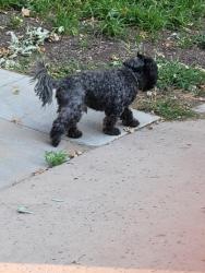 Found/Stray Unknown Dog last seen 121st and Krameria Holly Crossing/Wright farms, Adams County, CO 80602