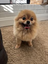 Found/Stray Female Dog last seen Beverly Wood Neighborhood on Sharon Rd, Charlotte, NC 28211