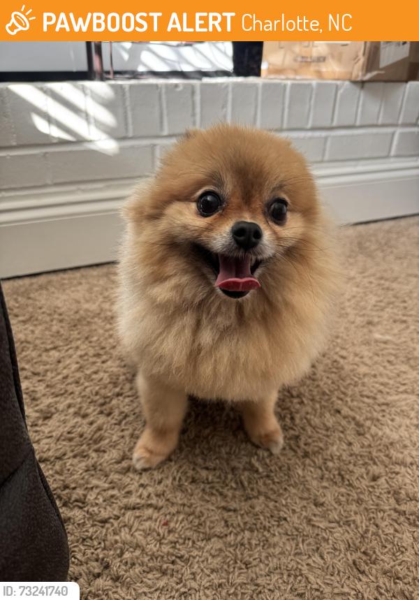 Found/Stray Female Dog last seen Beverly Wood Neighborhood on Sharon Rd, Charlotte, NC 28211