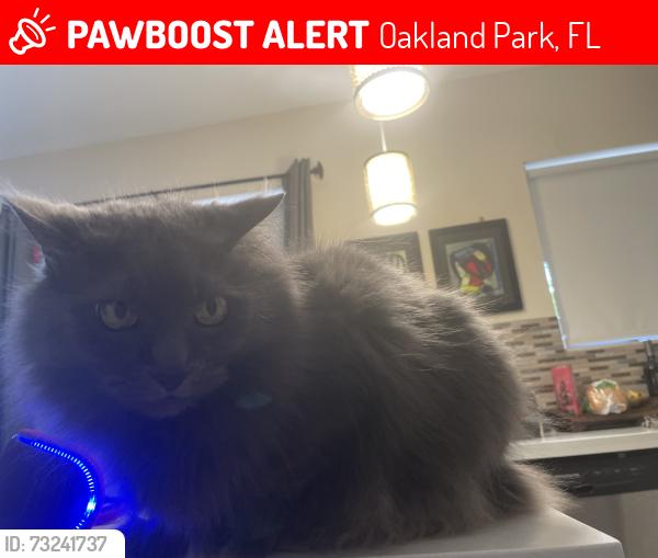 Lost Male Cat last seen Oakland Park Library / fire station, Oakland Park, FL 33334