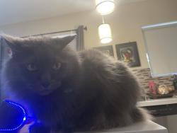Lost Male Cat last seen Oakland Park Library / fire station, Oakland Park, FL 33334