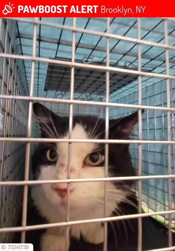 Lost Male Cat last seen 72nd and 5th, Brooklyn, NY 11209