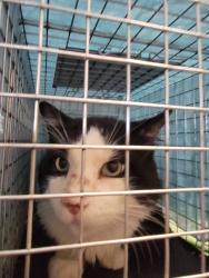 Lost Male Cat last seen 72nd and 5th, Brooklyn, NY 11209