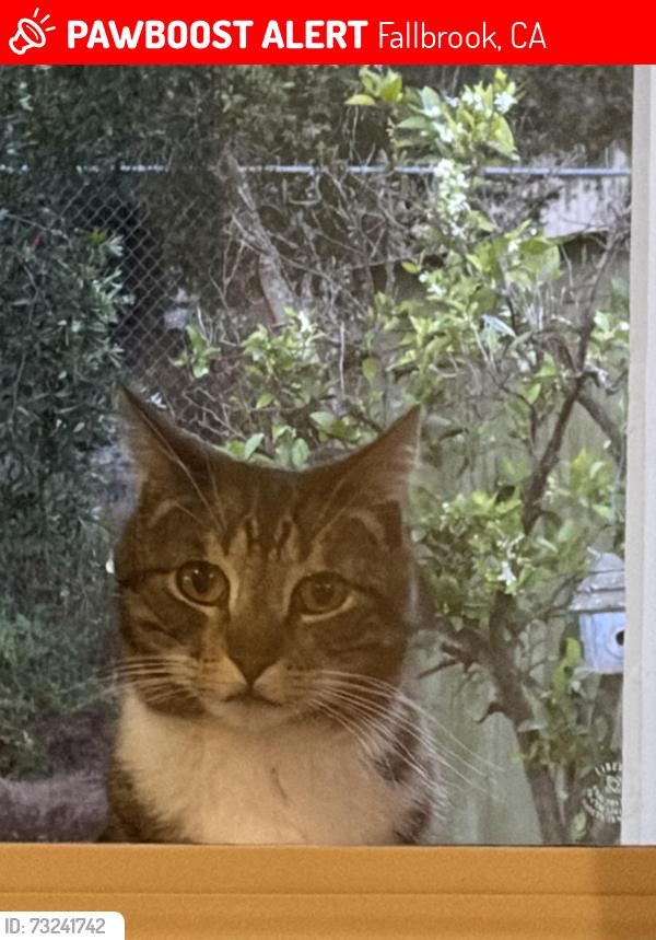 Lost Female Cat last seen Rocky Crest by Fallbrook Trails, Fallbrook, CA 92028