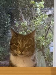 Lost Female Cat last seen Rocky Crest by Fallbrook Trails, Fallbrook, CA 92028
