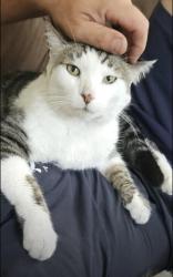 Reunited Male Cat last seen Bellaire rd, Clearwater, FL 33764