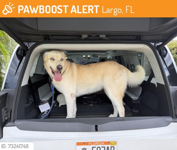 Found/Stray Male Dog last seen Harbor view lane and oakwood, Largo, FL 33770