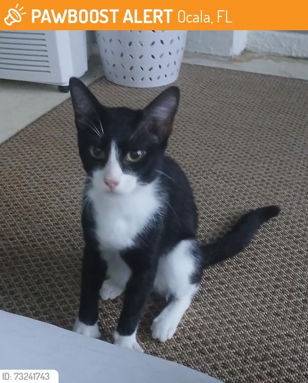 Found/Stray Male Cat last seen SW 75th Terrace Rd and SW 112th Ln, Ocala, FL 34476
