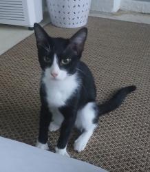 Found/Stray Male Cat last seen SW 75th Terrace Rd and SW 112th Ln, Ocala, FL 34476