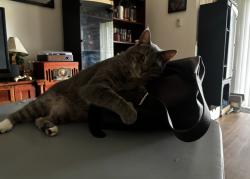 Lost Male Cat last seen christiana, Newark, DE 19702