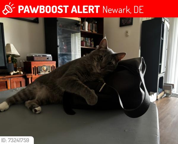 Lost Male Cat last seen christiana, Newark, DE 19702