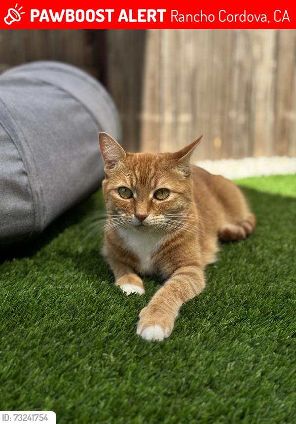 Lost Male Cat last seen Cambery Dr/ Agen Cir/ Montelena, Rancho Cordova, CA 95742