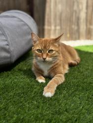Lost Male Cat last seen Cambery Dr/ Agen Cir/ Montelena, Rancho Cordova, CA 95742