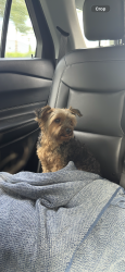 Reunited Female Dog last seen Albritton Rd, St. Cloud, FL 34772
