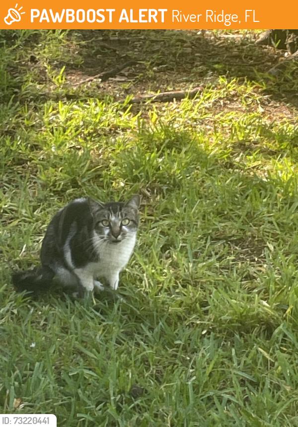 Found/Stray Unknown Cat last seen Marsh creek court, River Ridge, FL 34654
