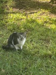 Found/Stray Unknown Cat last seen Marsh creek court, River Ridge, FL 34654
