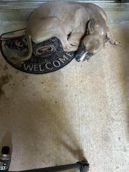 Found/Stray Female Dog last seen Near Vanderbilt lane, Spartanburg, SC 29301