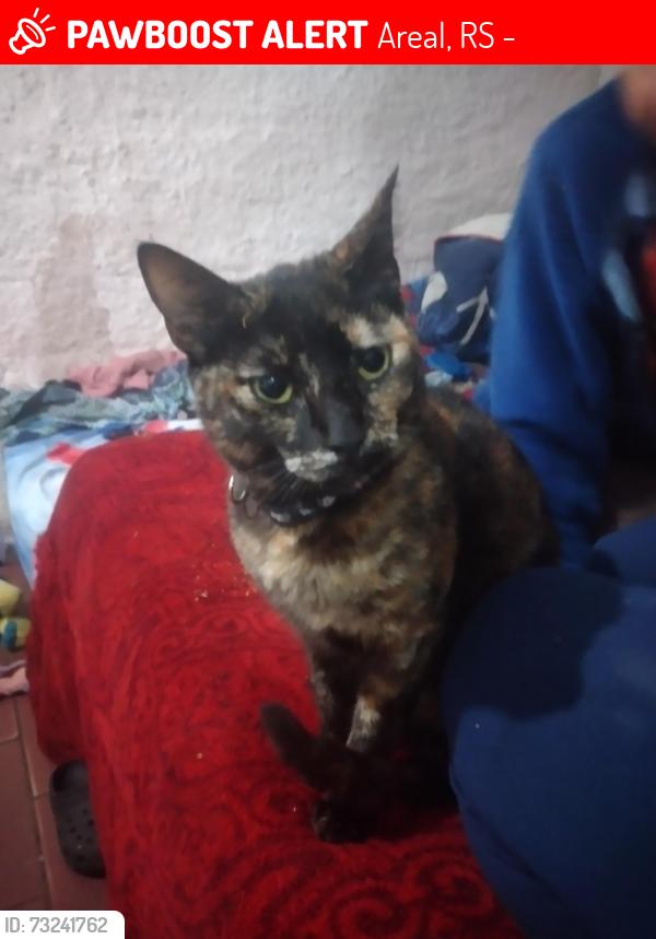 Lost Female Cat last seen Rua manoel ferraz viana, Areal, RS 96080-650
