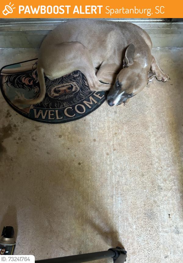 Found/Stray Female Dog last seen Near Vanderbilt lane, Spartanburg, SC 29301