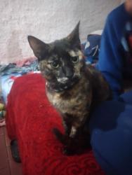 Lost Female Cat last seen Rua manoel ferraz viana, Areal, RS 96080-650