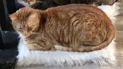Reunited Male Cat last seen Near 18 Ave NW, Edmonton, AB T6L 1L7, Canada, Edmonton, AB T6L 1L7