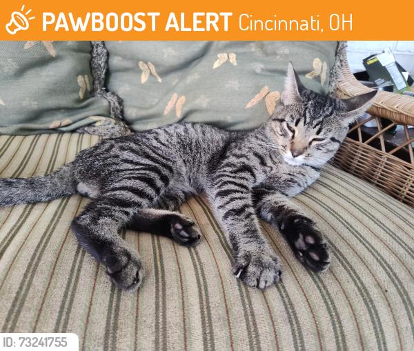 Found/Stray Male Cat last seen He's been seen up and down Bonanza and Vaquera, Cincinnati, OH 45244