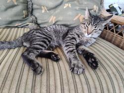 Found/Stray Male Cat last seen He's been seen up and down Bonanza and Vaquera, Cincinnati, OH 45244