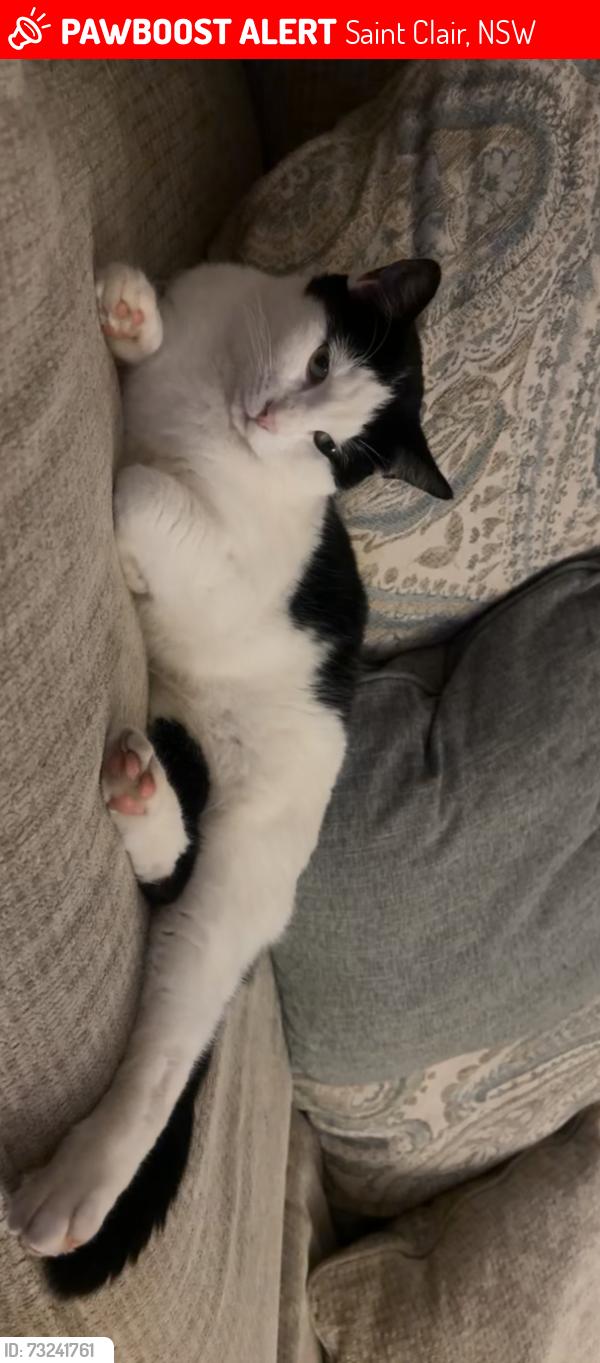 Lost Female Cat last seen st clairs public scool, Saint Clair, NSW 2759
