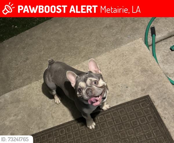 Lost Male Dog last seen He was seen near Academy and W. Esplanade, Metairie, LA 70003