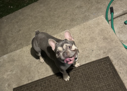 Lost Male Dog last seen He was seen near Academy and W. Esplanade, Metairie, LA 70003