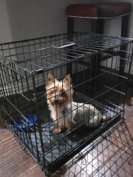 Reunited Unknown Dog last seen Rosson and Shoebill, Paloma Creek South, TX 75068