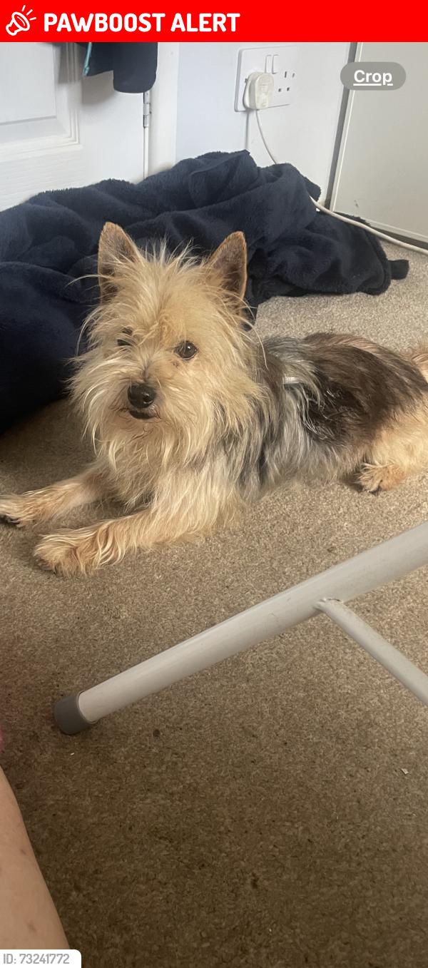 Lost Male Dog last seen larksfield englefield green, Englefield Green, England 