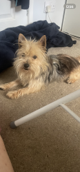 Lost Male Dog last seen larksfield englefield green, Englefield Green, England 