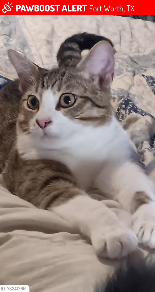 Lost Male Cat last seen Near hedrick st and long ave, Fort Worth, TX 76111