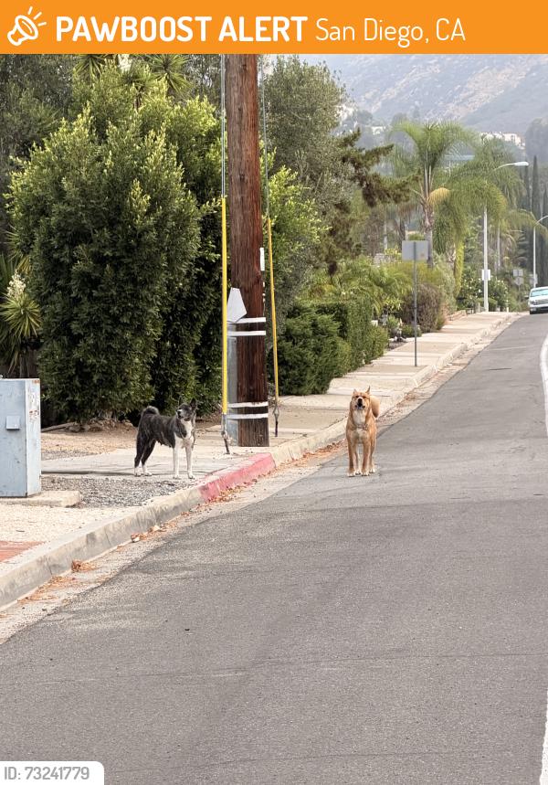 Found/Stray Unknown Dog last seen Lake murray, San Diego, CA 92119