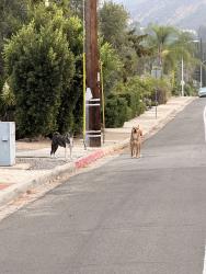 Found/Stray Unknown Dog last seen Lake murray, San Diego, CA 92119