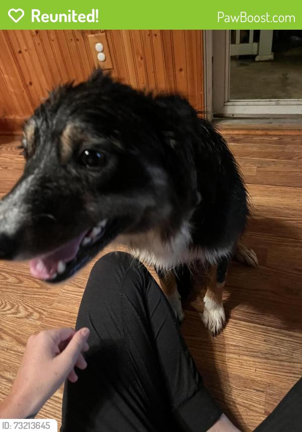 Reunited Female Dog last seen Near Tick Ridge rd Waynesboro pa 17268, Waynesboro, PA 17268