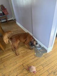 Reunited Female Dog last seen Bensalem blvd and Garrett avenue, Bensalem, PA 19020