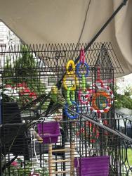 Lost Female Bird last seen Reynald Chomedey, Laval, QC 