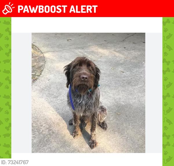 Lost Male Dog last seen Ashland or hartsburg, Cedar Township, MO 65039