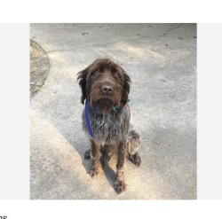 Lost Male Dog last seen Ashland or hartsburg, Cedar Township, MO 65039