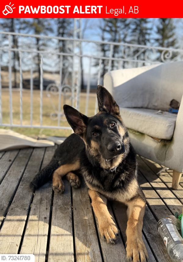 Lost Male Dog last seen Highway 651 and range road 260, Legal, AB 