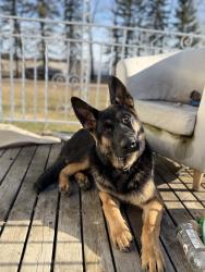Lost Male Dog last seen Highway 651 and range road 260, Legal, AB 