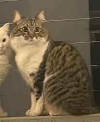 Lost Male Cat last seen Spantou avenue, Pretoria, GP 0050