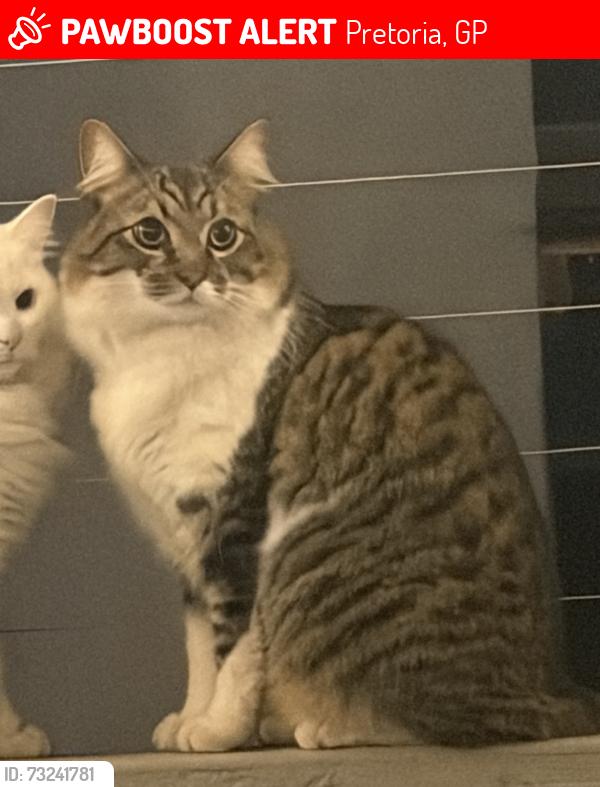 Lost Male Cat last seen Spantou avenue, Pretoria, GP 0050