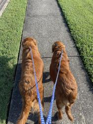 Reunited Unknown Dog last seen Cason LN, Murfreesboro, TN 37128